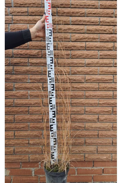 Просо прутовидне Хеві Метал - 3л/вис.90-130см/Ø25-30см